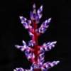 Bromeliad Slider